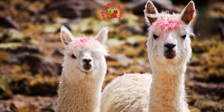 Best Alpaca Names Popular Alpaca Names Good Alpaca Names Cute Alpaca Names Clever Alpaca Names Creative Alpaca Names Cool Alpaca Names Funny Alpaca Names Unique Alpaca Names Famous Alpaca Names Male Alpaca Names Female Alpaca Names Baby Alpaca Names Alpaca Nicknames Alpaca Name Puns Pet Alpaca Names