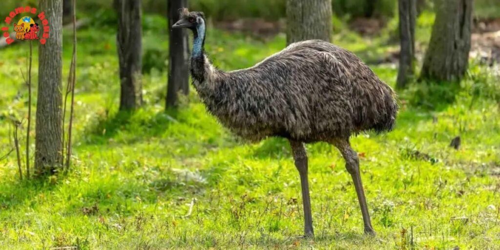 Pet Emu Names
Best Emu Names
Funny Emu Names
Cute Emu Names
Cool Emu Names
Unique Emu Names
Badass Emu Names
Popular Emu Names
Good Emu Names
Male Emu Names
Female Emu Names
Baby Emu Names
Nicknames for Emu
Pun Names for Emus
Strong Emu Names
Nature-Inspired Emu Names
Food-Inspired Emu Names
Color-Inspired Emu Names