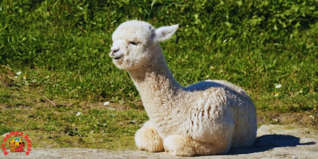 Best Alpaca Names
Popular Alpaca Names
Good Alpaca Names
Cute Alpaca Names
Clever Alpaca Names
Creative Alpaca Names
Cool Alpaca Names
Funny Alpaca Names
Unique Alpaca Names
Famous Alpaca Names
Male Alpaca Names
Female Alpaca Names
Baby Alpaca Names
Alpaca Nicknames
Alpaca Name Puns
Pet Alpaca Names