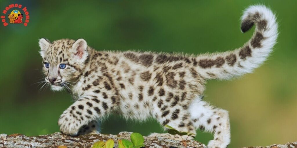 Best Leopard Names
Badass Leopard Names
Unique Leopard Names
Funny Leopard Names
Famous Leopard Names
Nicknames For Leopard
Good Leopard Names
Cool Leopard Names
Male Leopard Names
Female Leopard Names
Baby Leopard Names
Mythical Leopard Names
Cute Leopard Names
Color-Inspired Leopard Names
Nature-Inspired Leopard Names
Food-Inspired Leopard Names
Indian Leopard Names
Arabian Leopard Names
Persian Leopard Names