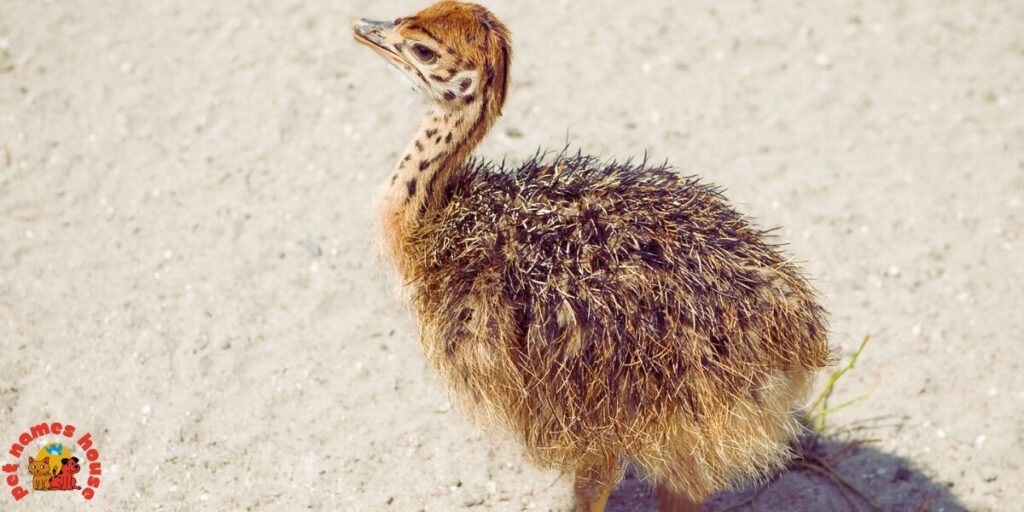 Pet Ostrich Names
Best Ostrich Names
Funny Ostrich Names
Cute Ostrich Names
Good Ostrich Names
Cool Ostrich Names
Male Ostrich Names
Female Ostrich Names
Unisex Ostrich Names
Baby Ostrich Names
Popular Ostrich Names
Nicknames for Ostrich
Unique Ostrich Names
Ostrich Names Stardew
Famous Ostrich Names
Cartoon-Inspired Ostrich Names
Color-Inspired Ostrich Names
Food-Inspired Ostrich Names
Nature-Inspired Ostrich Names
Mythology Inspired Ostrich Names
Creative Ostrich Names
Clever Ostrich Names
Unique and Uncommon Ostrich Names
Ostrich Pair Names (for Two Ostriches)
Movie & TV Ostrich Names
Ostrich Names from History & Legends