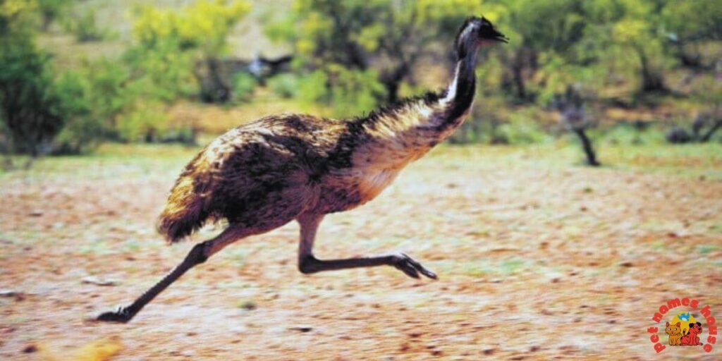 Pet Emu Names
Best Emu Names
Funny Emu Names
Cute Emu Names
Cool Emu Names
Unique Emu Names
Badass Emu Names
Popular Emu Names
Good Emu Names
Male Emu Names
Female Emu Names
Baby Emu Names
Nicknames for Emu
Pun Names for Emus
Strong Emu Names
Nature-Inspired Emu Names
Food-Inspired Emu Names
Color-Inspired Emu Names
