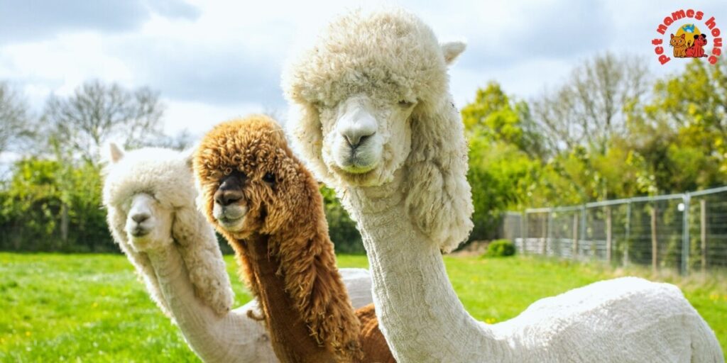 Best Alpaca Names
Popular Alpaca Names
Good Alpaca Names
Cute Alpaca Names
Clever Alpaca Names
Creative Alpaca Names
Cool Alpaca Names
Funny Alpaca Names
Unique Alpaca Names
Famous Alpaca Names
Male Alpaca Names
Female Alpaca Names
Baby Alpaca Names
Alpaca Nicknames
Alpaca Name Puns
Pet Alpaca Names