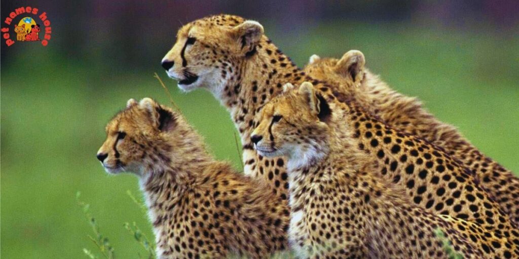 Best Cheetah Names
Badass Cheetah Names
Funny Cheetah Names
Famous Cheetah Names
Nicknames for Cheetah
Good Cheetah Names
Cool Cheetah Names
Mythical Cheetah Names
Unique Cheetah Names
Male Cheetah Names
Female Cheetah Names
Baby Cheetah Names
Cute Cheetah Names
Food-Inspired Cheetah Names
Color-Inspired Cheetah Names
Nature-Inspired Cheetah Names
San Diego Zoo Cheetah Names
Columbus Zoo Cheetah Names
African Cheetah Names