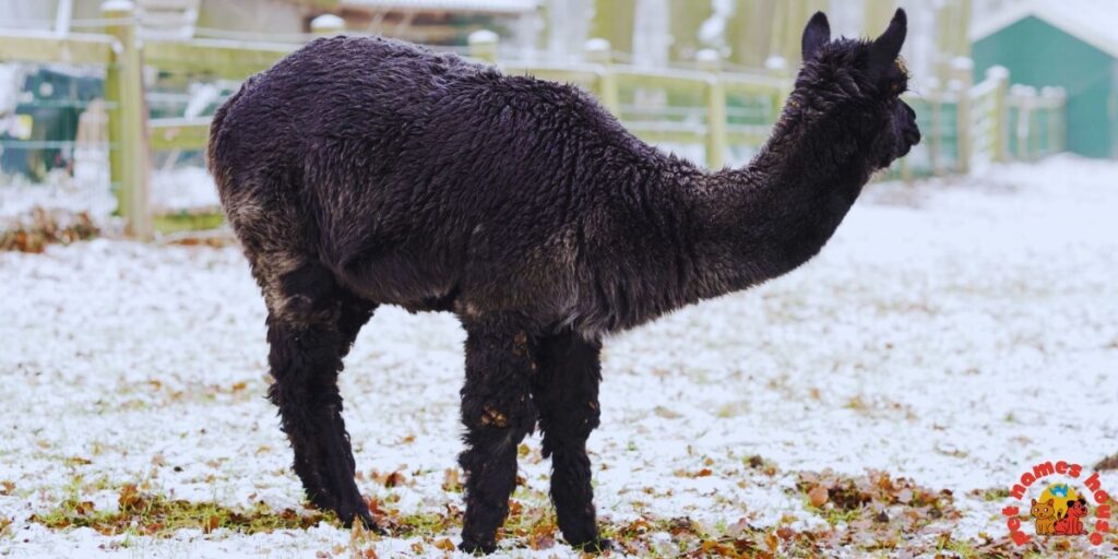 Best Alpaca Names
Popular Alpaca Names
Good Alpaca Names
Cute Alpaca Names
Clever Alpaca Names
Creative Alpaca Names
Cool Alpaca Names
Funny Alpaca Names
Unique Alpaca Names
Famous Alpaca Names
Male Alpaca Names
Female Alpaca Names
Baby Alpaca Names
Alpaca Nicknames
Alpaca Name Puns
Pet Alpaca Names