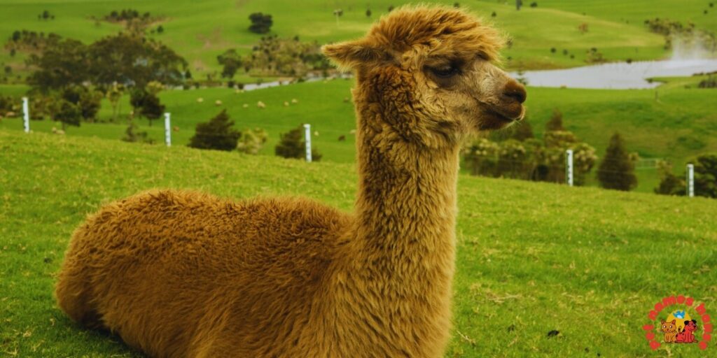 Best Alpaca Names
Popular Alpaca Names
Good Alpaca Names
Cute Alpaca Names
Clever Alpaca Names
Creative Alpaca Names
Cool Alpaca Names
Funny Alpaca Names
Unique Alpaca Names
Famous Alpaca Names
Male Alpaca Names
Female Alpaca Names
Baby Alpaca Names
Alpaca Nicknames
Alpaca Name Puns
Pet Alpaca Names