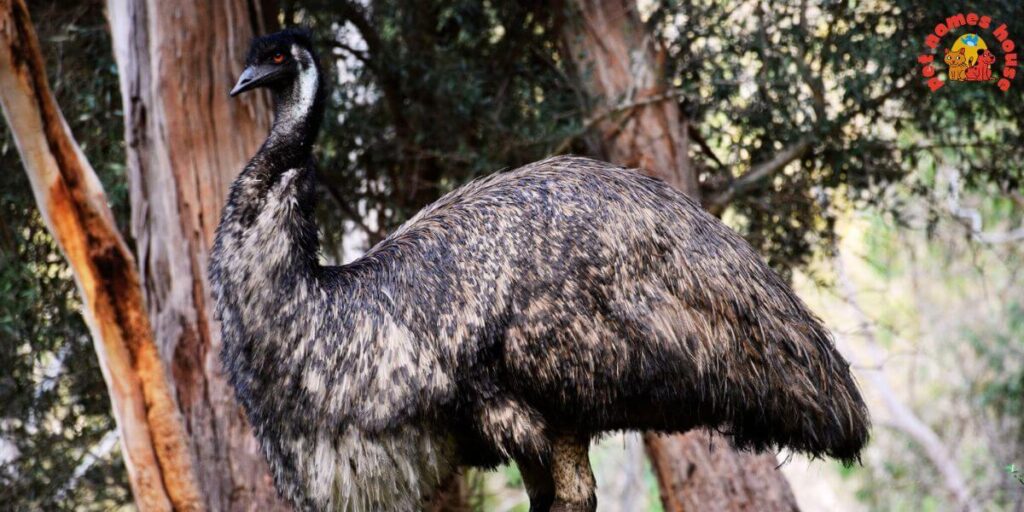 Pet Emu Names
Best Emu Names
Funny Emu Names
Cute Emu Names
Cool Emu Names
Unique Emu Names
Badass Emu Names
Popular Emu Names
Good Emu Names
Male Emu Names
Female Emu Names
Baby Emu Names
Nicknames for Emu
Pun Names for Emus
Strong Emu Names
Nature-Inspired Emu Names
Food-Inspired Emu Names
Color-Inspired Emu Names