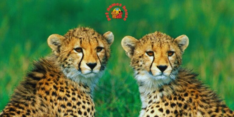 Best Cheetah Names Badass Cheetah Names Funny Cheetah Names Famous Cheetah Names Nicknames for Cheetah Good Cheetah Names Cool Cheetah Names Mythical Cheetah Names Unique Cheetah Names Male Cheetah Names Female Cheetah Names Baby Cheetah Names Cute Cheetah Names Food-Inspired Cheetah Names Color-Inspired Cheetah Names Nature-Inspired Cheetah Names San Diego Zoo Cheetah Names Columbus Zoo Cheetah Names African Cheetah Names