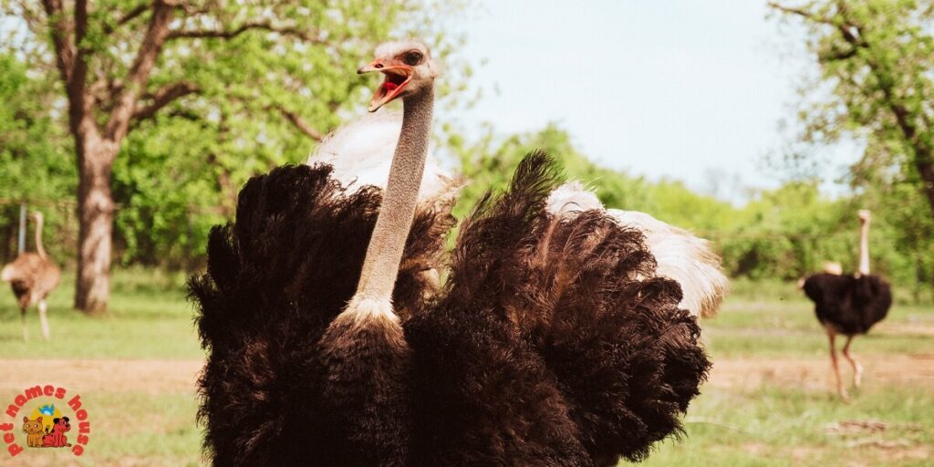 Pet Ostrich Names
Best Ostrich Names
Funny Ostrich Names
Cute Ostrich Names
Good Ostrich Names
Cool Ostrich Names
Male Ostrich Names
Female Ostrich Names
Unisex Ostrich Names
Baby Ostrich Names
Popular Ostrich Names
Nicknames for Ostrich
Unique Ostrich Names
Ostrich Names Stardew
Famous Ostrich Names
Cartoon-Inspired Ostrich Names
Color-Inspired Ostrich Names
Food-Inspired Ostrich Names
Nature-Inspired Ostrich Names
Mythology Inspired Ostrich Names
Creative Ostrich Names
Clever Ostrich Names
Unique and Uncommon Ostrich Names
Ostrich Pair Names (for Two Ostriches)
Movie & TV Ostrich Names
Ostrich Names from History & Legends