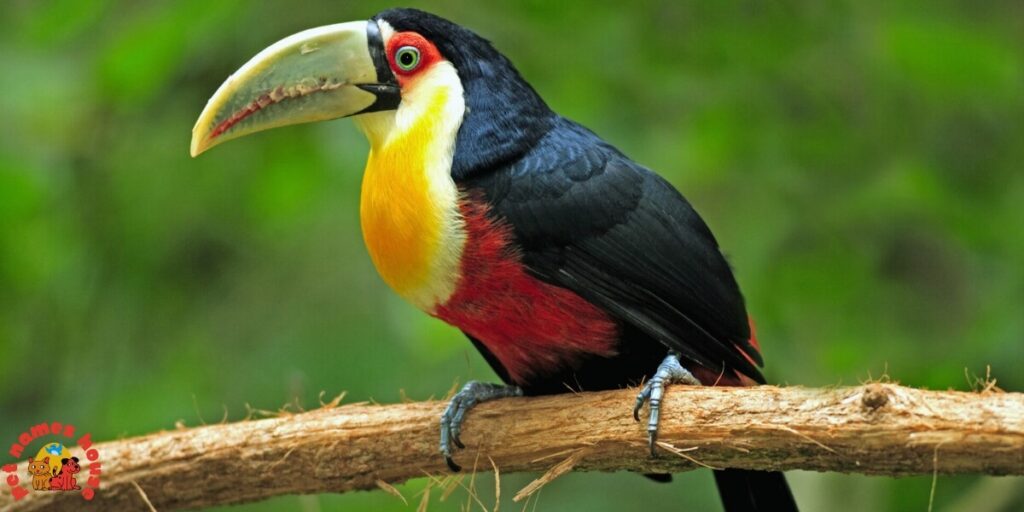 Cute Toucan Names
Best Toucan Names
Funny Toucan Names
Pet Toucan Names
Popular Toucan Names
Famous Toucan Names
Cool Toucan Names
Exotic Toucan Names
Nature-Inspired Toucan Names
Color-Inspired Toucan Names
Black and White Themed Names
Vibrant Color-Themed Names
Food-Inspired Toucan Names
Male Toucan Names
Female Toucan Names
Baby Toucan Names
Unique Toucan Names
Toucan Names Adopt Me
Nicknames For Toucan
Creative Toucan Names