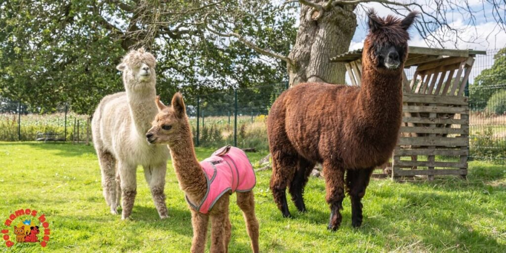 Best Alpaca Names
Popular Alpaca Names
Good Alpaca Names
Cute Alpaca Names
Clever Alpaca Names
Creative Alpaca Names
Cool Alpaca Names
Funny Alpaca Names
Unique Alpaca Names
Famous Alpaca Names
Male Alpaca Names
Female Alpaca Names
Baby Alpaca Names
Alpaca Nicknames
Alpaca Name Puns
Pet Alpaca Names