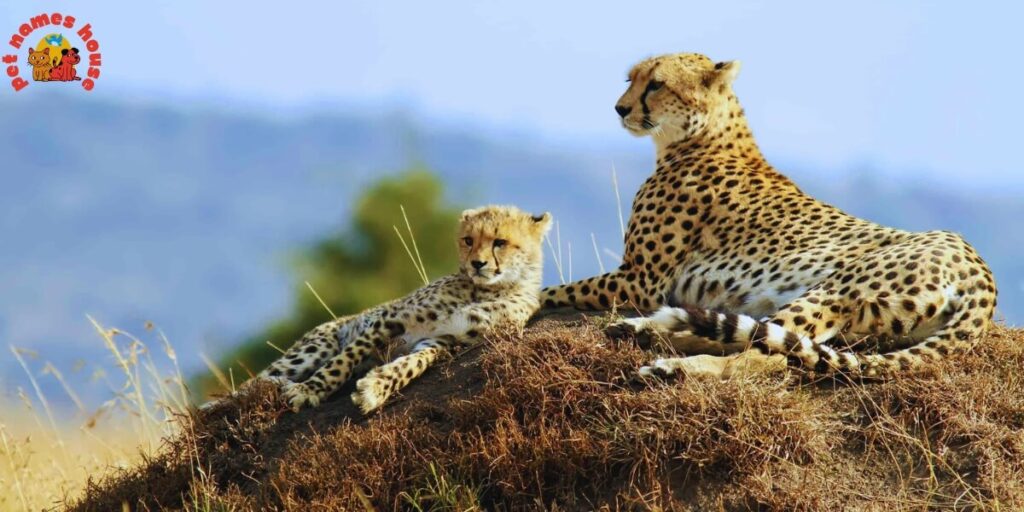 Best Cheetah Names
Badass Cheetah Names
Funny Cheetah Names
Famous Cheetah Names
Nicknames for Cheetah
Good Cheetah Names
Cool Cheetah Names
Mythical Cheetah Names
Unique Cheetah Names
Male Cheetah Names
Female Cheetah Names
Baby Cheetah Names
Cute Cheetah Names
Food-Inspired Cheetah Names
Color-Inspired Cheetah Names
Nature-Inspired Cheetah Names
San Diego Zoo Cheetah Names
Columbus Zoo Cheetah Names
African Cheetah Names