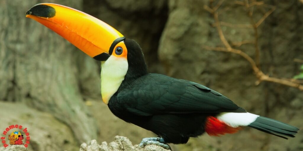 Cute Toucan Names
Best Toucan Names
Funny Toucan Names
Pet Toucan Names
Popular Toucan Names
Famous Toucan Names
Cool Toucan Names
Exotic Toucan Names
Nature-Inspired Toucan Names
Color-Inspired Toucan Names
Black and White Themed Names
Vibrant Color-Themed Names
Food-Inspired Toucan Names
Male Toucan Names
Female Toucan Names
Baby Toucan Names
Unique Toucan Names
Toucan Names Adopt Me
Nicknames For Toucan
Creative Toucan Names
