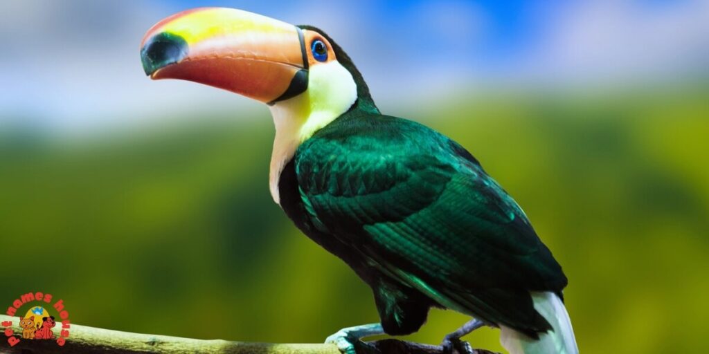 Cute Toucan Names
Best Toucan Names
Funny Toucan Names
Pet Toucan Names
Popular Toucan Names
Famous Toucan Names
Cool Toucan Names
Exotic Toucan Names
Nature-Inspired Toucan Names
Color-Inspired Toucan Names
Black and White Themed Names
Vibrant Color-Themed Names
Food-Inspired Toucan Names
Male Toucan Names
Female Toucan Names
Baby Toucan Names
Unique Toucan Names
Toucan Names Adopt Me
Nicknames For Toucan
Creative Toucan Names