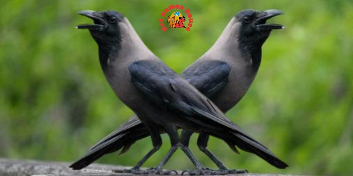 Pet Crow Names Best Crow Names Funny Crow Names Cute Crow Names Cool Crow Names Good Crow Names Male Crow Names Female Crow Names Baby Crow Names Unique Crow Names Nicknames For Crow Color-Inspired Crow Names Nature-Inspired Crow Names Food-Inspired Crow Names Mythical Names for Crows Cartoon Crow Names Clever Crow Names Famous Crow Names Black Crow Names odin crow names Japanese Crow Names Fantasy Crow Names Dumbo Crow Names Crow Names in Other Languages