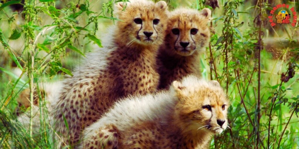 Best Cheetah Names
Badass Cheetah Names
Funny Cheetah Names
Famous Cheetah Names
Nicknames for Cheetah
Good Cheetah Names
Cool Cheetah Names
Mythical Cheetah Names
Unique Cheetah Names
Male Cheetah Names
Female Cheetah Names
Baby Cheetah Names
Cute Cheetah Names
Food-Inspired Cheetah Names
Color-Inspired Cheetah Names
Nature-Inspired Cheetah Names
San Diego Zoo Cheetah Names
Columbus Zoo Cheetah Names
African Cheetah Names