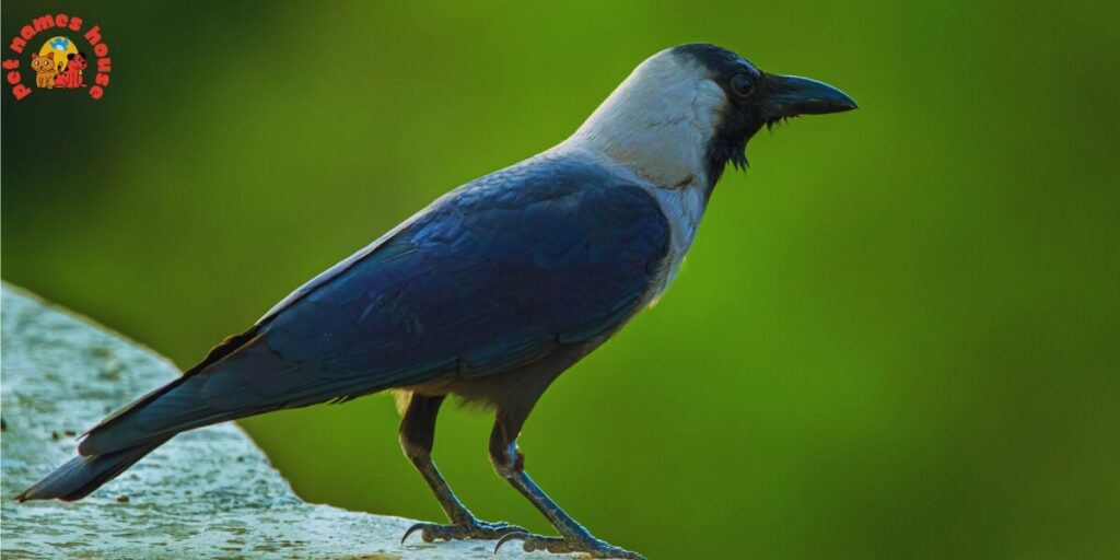 Pet Crow Names
Best Crow Names
Funny Crow Names
Cute Crow Names
Cool Crow Names
Good Crow Names
Male Crow Names
Female Crow Names
Baby Crow Names
Unique Crow Names
Nicknames For Crow
Color-Inspired Crow Names
Nature-Inspired Crow Names
Food-Inspired Crow Names
Mythical Names for Crows
Cartoon Crow Names
Clever Crow Names
Famous Crow Names
Black Crow Names
odin crow names
Japanese Crow Names
Fantasy Crow Names
Dumbo Crow Names
Crow Names in Other Languages