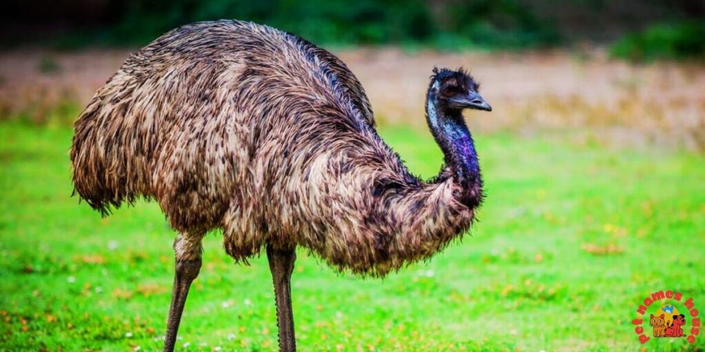 Pet Emu Names
Best Emu Names
Funny Emu Names
Cute Emu Names
Cool Emu Names
Unique Emu Names
Badass Emu Names
Popular Emu Names
Good Emu Names
Male Emu Names
Female Emu Names
Baby Emu Names
Nicknames for Emu
Pun Names for Emus
Strong Emu Names
Nature-Inspired Emu Names
Food-Inspired Emu Names
Color-Inspired Emu Names