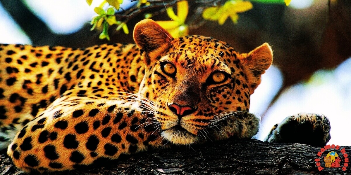 Leopard Names 450+ Unique and Catchy Leopard Names with Meanings