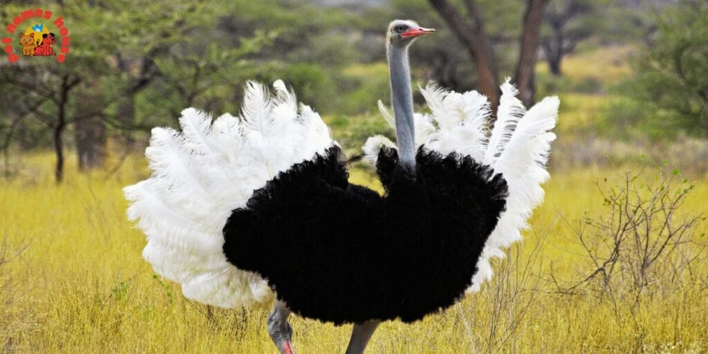 Pet Ostrich Names
Best Ostrich Names
Funny Ostrich Names
Cute Ostrich Names
Good Ostrich Names
Cool Ostrich Names
Male Ostrich Names
Female Ostrich Names
Unisex Ostrich Names
Baby Ostrich Names
Popular Ostrich Names
Nicknames for Ostrich
Unique Ostrich Names
Ostrich Names Stardew
Famous Ostrich Names
Cartoon-Inspired Ostrich Names
Color-Inspired Ostrich Names
Food-Inspired Ostrich Names
Nature-Inspired Ostrich Names
Mythology Inspired Ostrich Names
Creative Ostrich Names
Clever Ostrich Names
Unique and Uncommon Ostrich Names
Ostrich Pair Names (for Two Ostriches)
Movie & TV Ostrich Names
Ostrich Names from History & Legends