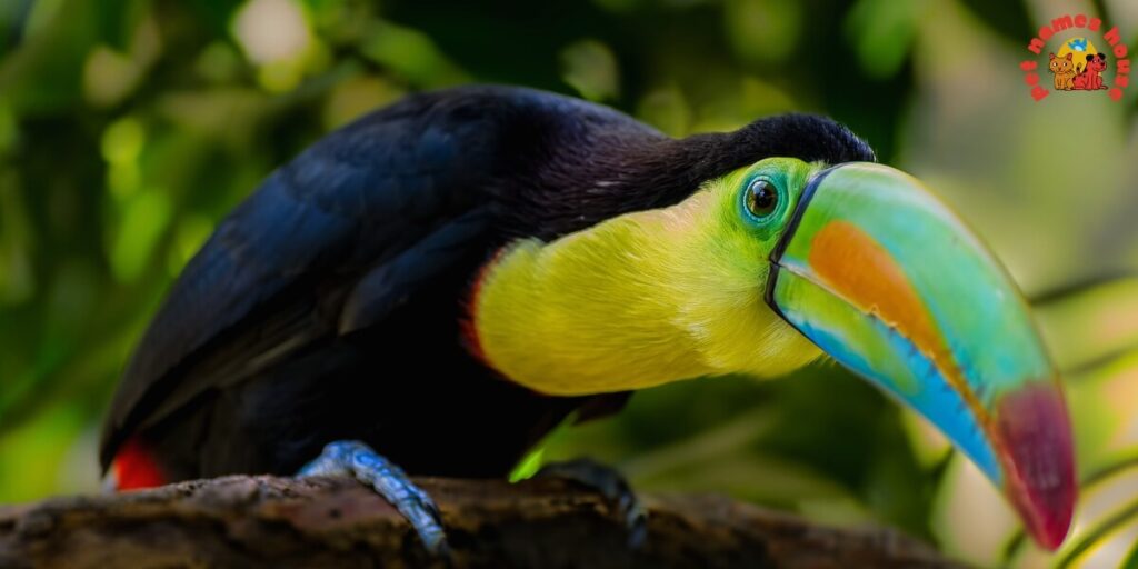 Cute Toucan Names
Best Toucan Names
Funny Toucan Names
Pet Toucan Names
Popular Toucan Names
Famous Toucan Names
Cool Toucan Names
Exotic Toucan Names
Nature-Inspired Toucan Names
Color-Inspired Toucan Names
Black and White Themed Names
Vibrant Color-Themed Names
Food-Inspired Toucan Names
Male Toucan Names
Female Toucan Names
Baby Toucan Names
Unique Toucan Names
Toucan Names Adopt Me
Nicknames For Toucan
Creative Toucan Names