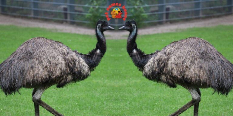 Pet Emu Names Best Emu Names Funny Emu Names Cute Emu Names Cool Emu Names Unique Emu Names Badass Emu Names Popular Emu Names Good Emu Names Male Emu Names Female Emu Names Baby Emu Names Nicknames for Emu Pun Names for Emus Strong Emu Names Nature-Inspired Emu Names Food-Inspired Emu Names Color-Inspired Emu Names