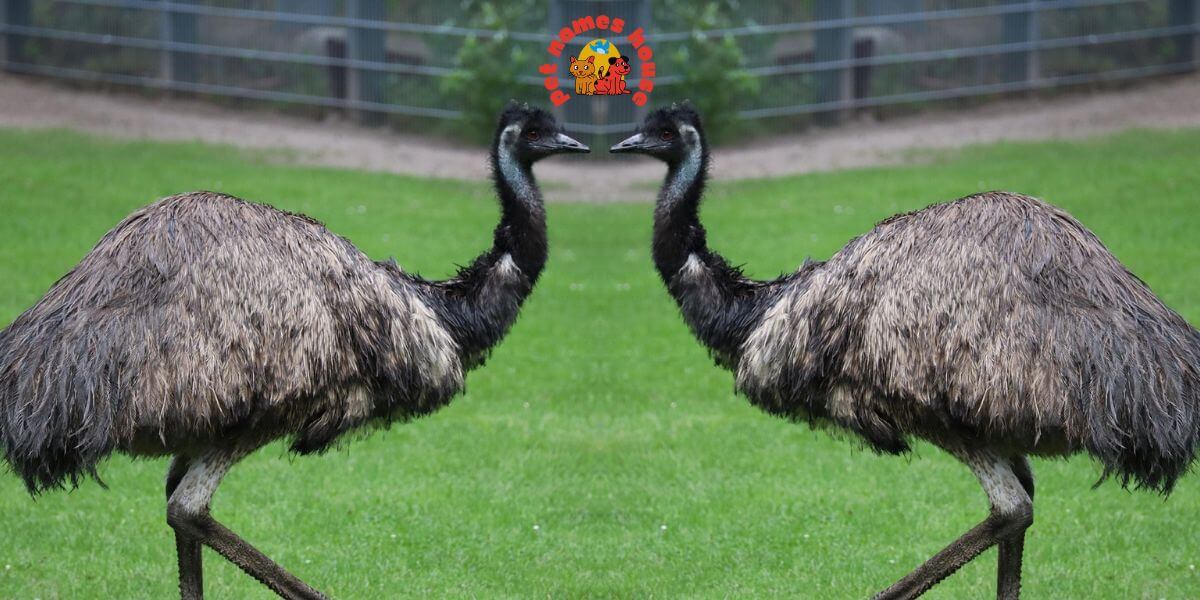 Pet Emu Names Best Emu Names Funny Emu Names Cute Emu Names Cool Emu Names Unique Emu Names Badass Emu Names Popular Emu Names Good Emu Names Male Emu Names Female Emu Names Baby Emu Names Nicknames for Emu Pun Names for Emus Strong Emu Names Nature-Inspired Emu Names Food-Inspired Emu Names Color-Inspired Emu Names