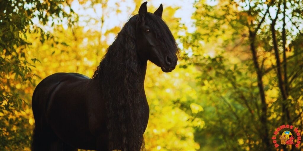 Cute Black Horse Names
Popular Black Horse Names
Good Black Horse Names
Classic Black Horse Names
Funny Black Horse Names
Creative Black Horse Names
Unique Black Horse Names
Nicknames For Black Horse
Badass Black Horse Names
Famous Black Horse Names
Cool Black Horse Names
Best Black Horse Names
Male Black Horse Names
Female Black Horse Names
Baby Black Horse Names
Black Horse Names for Pairs
Rare Black Horse Names
Top Black Horse Names