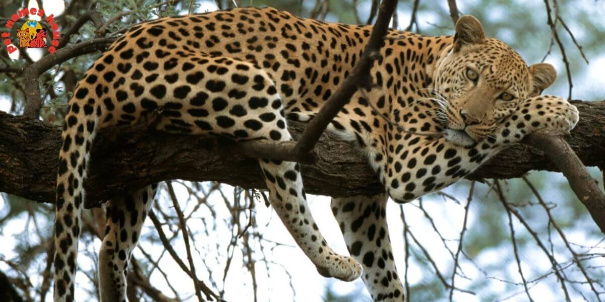 Leopard Dictionary 450+ Unique and Catchy Leopard Names with Meanings