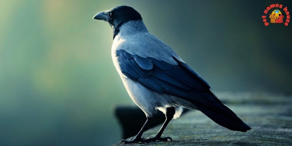 Pet Crow Names
Best Crow Names
Funny Crow Names
Cute Crow Names
Cool Crow Names
Good Crow Names
Male Crow Names
Female Crow Names
Baby Crow Names
Unique Crow Names
Nicknames For Crow
Color-Inspired Crow Names
Nature-Inspired Crow Names
Food-Inspired Crow Names
Mythical Names for Crows
Cartoon Crow Names
Clever Crow Names
Famous Crow Names
Black Crow Names
odin crow names
Japanese Crow Names
Fantasy Crow Names
Dumbo Crow Names
Crow Names in Other Languages