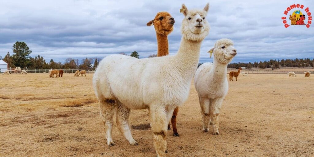 Best Alpaca Names
Popular Alpaca Names
Good Alpaca Names
Cute Alpaca Names
Clever Alpaca Names
Creative Alpaca Names
Cool Alpaca Names
Funny Alpaca Names
Unique Alpaca Names
Famous Alpaca Names
Male Alpaca Names
Female Alpaca Names
Baby Alpaca Names
Alpaca Nicknames
Alpaca Name Puns
Pet Alpaca Names