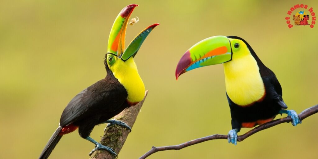Cute Toucan Names
Best Toucan Names
Funny Toucan Names
Pet Toucan Names
Popular Toucan Names
Famous Toucan Names
Cool Toucan Names
Exotic Toucan Names
Nature-Inspired Toucan Names
Color-Inspired Toucan Names
Black and White Themed Names
Vibrant Color-Themed Names
Food-Inspired Toucan Names
Male Toucan Names
Female Toucan Names
Baby Toucan Names
Unique Toucan Names
Toucan Names Adopt Me
Nicknames For Toucan
Creative Toucan Names