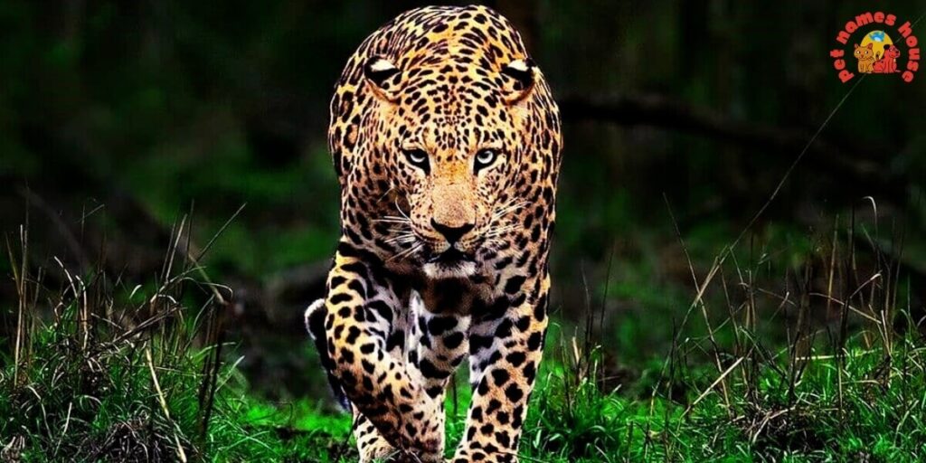 Best Leopard Names
Badass Leopard Names
Unique Leopard Names
Funny Leopard Names
Famous Leopard Names
Nicknames For Leopard
Good Leopard Names
Cool Leopard Names
Male Leopard Names
Female Leopard Names
Baby Leopard Names
Mythical Leopard Names
Cute Leopard Names
Color-Inspired Leopard Names
Nature-Inspired Leopard Names
Food-Inspired Leopard Names
Indian Leopard Names
Arabian Leopard Names
Persian Leopard Names