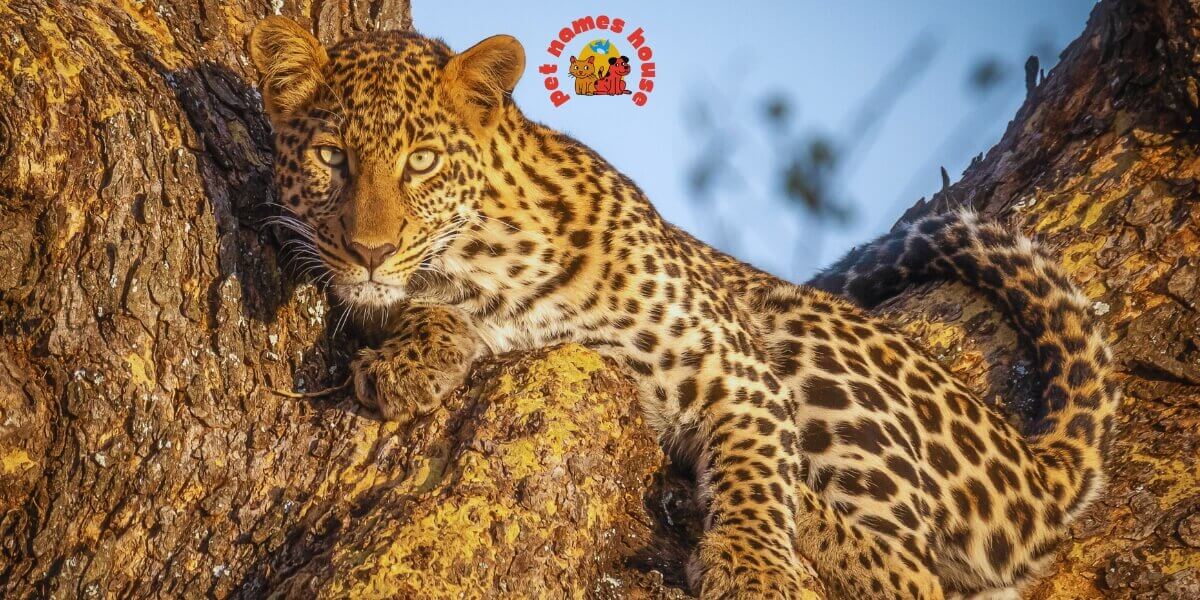 Best Leopard Names Badass Leopard Names Unique Leopard Names Funny Leopard Names Famous Leopard Names Nicknames For Leopard Good Leopard Names Cool Leopard Names Male Leopard Names Female Leopard Names Baby Leopard Names Mythical Leopard Names Cute Leopard Names Color-Inspired Leopard Names Nature-Inspired Leopard Names Food-Inspired Leopard Names Indian Leopard Names Arabian Leopard Names Persian Leopard Names