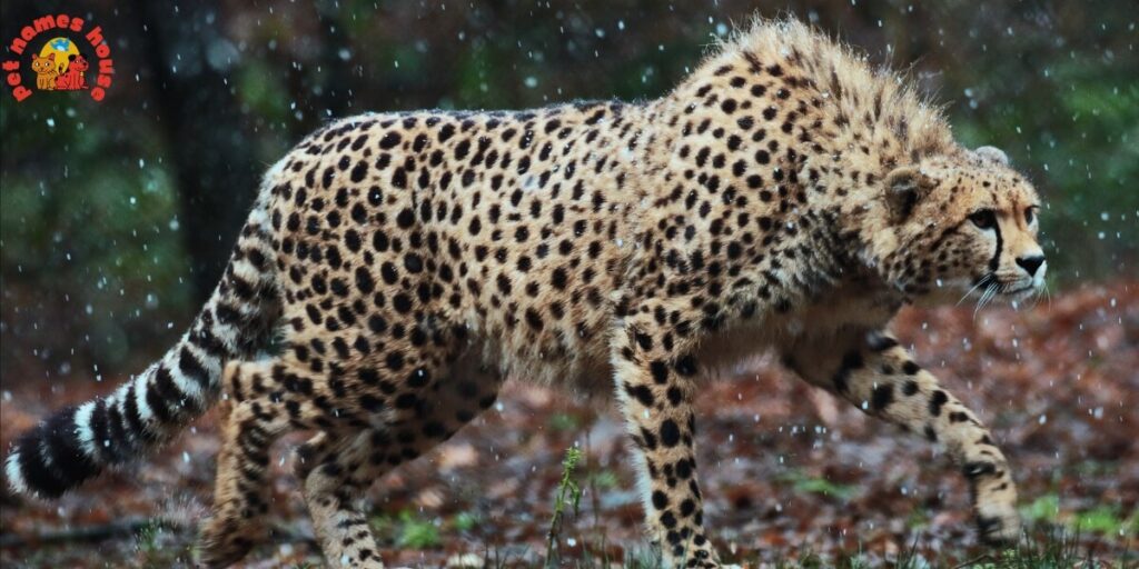 Best Cheetah Names
Badass Cheetah Names
Funny Cheetah Names
Famous Cheetah Names
Nicknames for Cheetah
Good Cheetah Names
Cool Cheetah Names
Mythical Cheetah Names
Unique Cheetah Names
Male Cheetah Names
Female Cheetah Names
Baby Cheetah Names
Cute Cheetah Names
Food-Inspired Cheetah Names
Color-Inspired Cheetah Names
Nature-Inspired Cheetah Names
San Diego Zoo Cheetah Names
Columbus Zoo Cheetah Names
African Cheetah Names