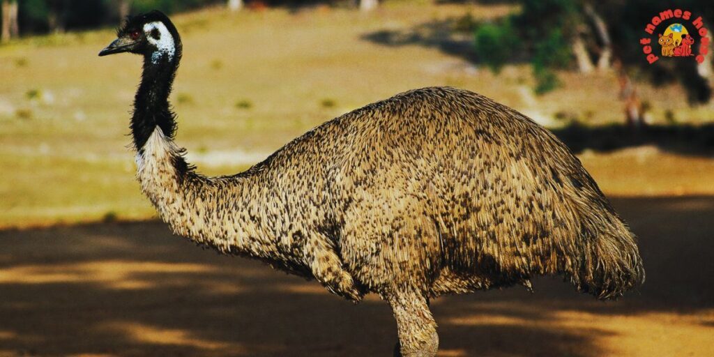 Pet Emu Names
Best Emu Names
Funny Emu Names
Cute Emu Names
Cool Emu Names
Unique Emu Names
Badass Emu Names
Popular Emu Names
Good Emu Names
Male Emu Names
Female Emu Names
Baby Emu Names
Nicknames for Emu
Pun Names for Emus
Strong Emu Names
Nature-Inspired Emu Names
Food-Inspired Emu Names
Color-Inspired Emu Names