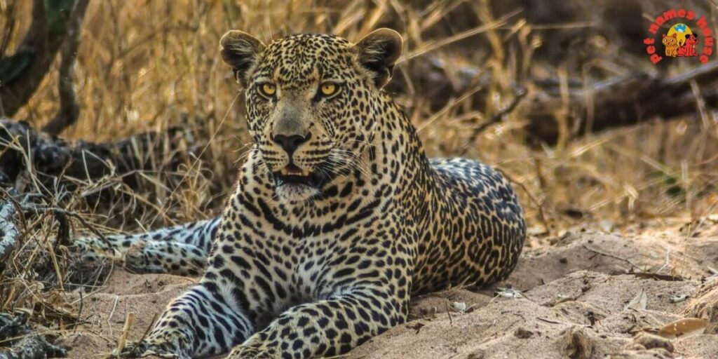 Best Leopard Names
Badass Leopard Names
Unique Leopard Names
Funny Leopard Names
Famous Leopard Names
Nicknames For Leopard
Good Leopard Names
Cool Leopard Names
Male Leopard Names
Female Leopard Names
Baby Leopard Names
Mythical Leopard Names
Cute Leopard Names
Color-Inspired Leopard Names
Nature-Inspired Leopard Names
Food-Inspired Leopard Names
Indian Leopard Names
Arabian Leopard Names
Persian Leopard Names