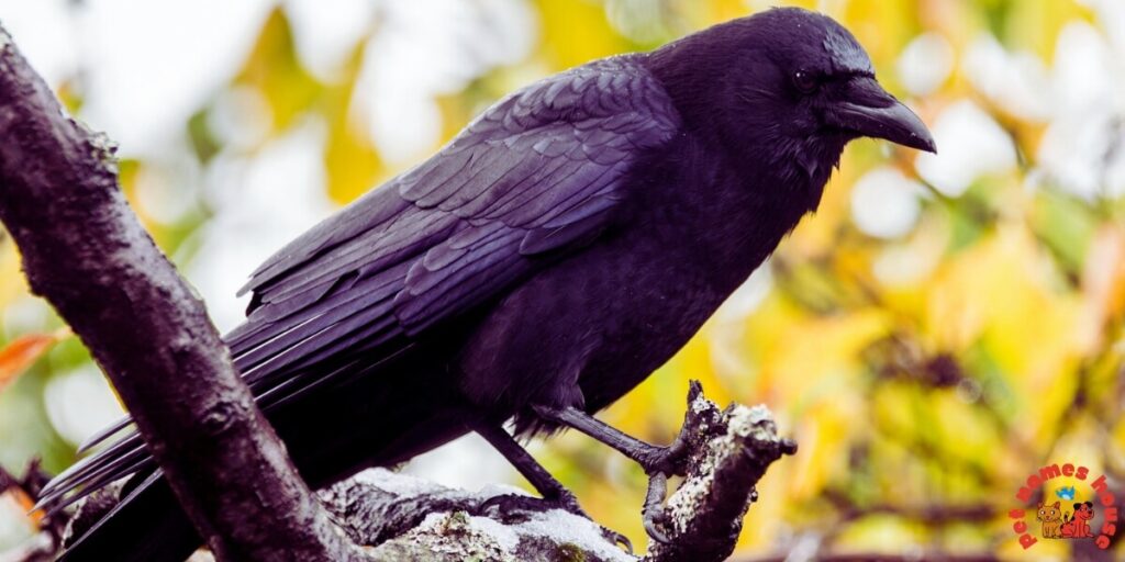 Pet Crow Names
Best Crow Names
Funny Crow Names
Cute Crow Names
Cool Crow Names
Good Crow Names
Male Crow Names
Female Crow Names
Baby Crow Names
Unique Crow Names
Nicknames For Crow
Color-Inspired Crow Names
Nature-Inspired Crow Names
Food-Inspired Crow Names
Mythical Names for Crows
Cartoon Crow Names
Clever Crow Names
Famous Crow Names
Black Crow Names
odin crow names
Japanese Crow Names
Fantasy Crow Names
Dumbo Crow Names
Crow Names in Other Languages