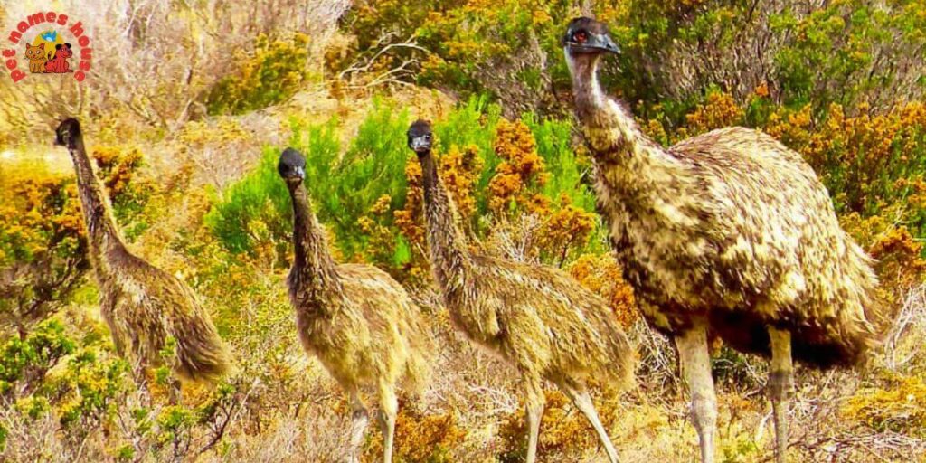 Pet Emu Names
Best Emu Names
Funny Emu Names
Cute Emu Names
Cool Emu Names
Unique Emu Names
Badass Emu Names
Popular Emu Names
Good Emu Names
Male Emu Names
Female Emu Names
Baby Emu Names
Nicknames for Emu
Pun Names for Emus
Strong Emu Names
Nature Inspired Emu Names
Food-Inspired Emu Names
Color-Inspired Emu Names