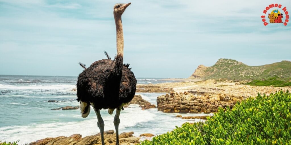 Pet Ostrich Names
Best Ostrich Names
Funny Ostrich Names
Cute Ostrich Names
Good Ostrich Names
Cool Ostrich Names
Male Ostrich Names
Female Ostrich Names
Unisex Ostrich Names
Baby Ostrich Names
Popular Ostrich Names
Nicknames for Ostrich
Unique Ostrich Names
Ostrich Names Stardew
Famous Ostrich Names
Cartoon-Inspired Ostrich Names
Color-Inspired Ostrich Names
Food-Inspired Ostrich Names
Nature-Inspired Ostrich Names
Mythology Inspired Ostrich Names
Creative Ostrich Names
Clever Ostrich Names
Unique and Uncommon Ostrich Names
Ostrich Pair Names (for Two Ostriches)
Movie & TV Ostrich Names
Ostrich Names from History & Legends