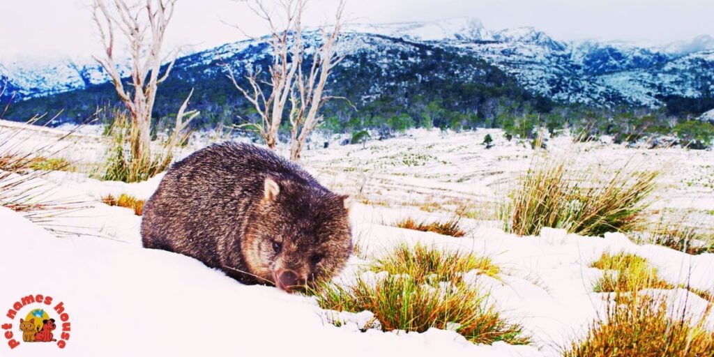 Pet Wombat Names
Best Wombat Names
Funny Wombat Names
Cute Wombat Names
Cool Wombat Names
Good Wombat Names
Male Wombat Names
Female Wombat Names
Baby Wombat Names
Famous Wombat Names
Unique Wombat Names
Catchy Wombat Names
Nicknames For Wombat
Color-Inspired Wombat Names
Nature-Inspired Wombat Names
Food-Inspired Wombat Names
A-Z Wombat Names