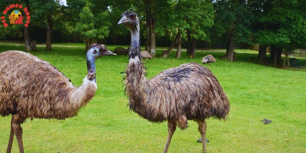 Pet Emu Names
Best Emu Names
Funny Emu Names
Cute Emu Names
Cool Emu Names
Unique Emu Names
Badass Emu Names
Popular Emu Names
Good Emu Names
Male Emu Names
Female Emu Names
Baby Emu Names
Nicknames for Emu
Pun Names for Emus
Strong Emu Names
Nature-Inspired Emu Names
Food-Inspired Emu Names
Color-Inspired Emu Names