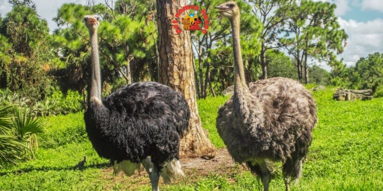 Pet Ostrich Names Best Ostrich Names Funny Ostrich Names Cute Ostrich Names Good Ostrich Names Cool Ostrich Names Male Ostrich Names Female Ostrich Names Unisex Ostrich Names Baby Ostrich Names Popular Ostrich Names Nicknames for Ostrich Unique Ostrich Names Ostrich Names Stardew Famous Ostrich Names Cartoon-Inspired Ostrich Names Color-Inspired Ostrich Names Food-Inspired Ostrich Names Nature-Inspired Ostrich Names Mythology Inspired Ostrich Names Creative Ostrich Names Clever Ostrich Names Unique and Uncommon Ostrich Names Ostrich Pair Names (for Two Ostriches) Movie & TV Ostrich Names Ostrich Names from History & Legends