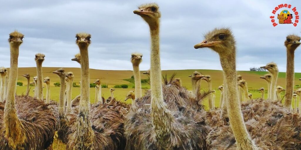 Pet Ostrich Names
Best Ostrich Names
Funny Ostrich Names
Cute Ostrich Names
Good Ostrich Names
Cool Ostrich Names
Male Ostrich Names
Female Ostrich Names
Unisex Ostrich Names
Baby Ostrich Names
Popular Ostrich Names
Nicknames for Ostrich
Unique Ostrich Names
Ostrich Names Stardew
Famous Ostrich Names
Cartoon-Inspired Ostrich Names
Color-Inspired Ostrich Names
Food-Inspired Ostrich Names
Nature-Inspired Ostrich Names
Mythology Inspired Ostrich Names
Creative Ostrich Names
Clever Ostrich Names
Unique and Uncommon Ostrich Names
Ostrich Pair Names (for Two Ostriches)
Movie & TV Ostrich Names
Ostrich Names from History & Legends