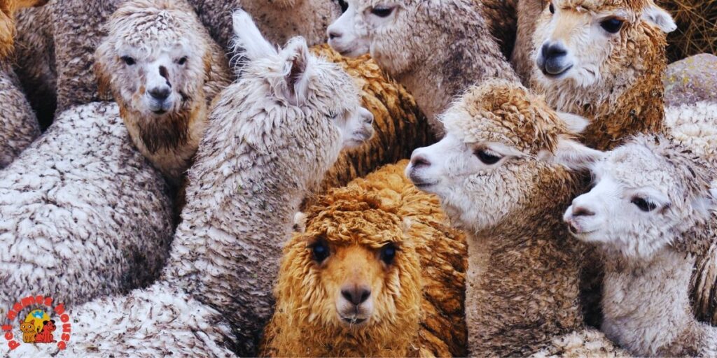 Best Alpaca Names
Popular Alpaca Names
Good Alpaca Names
Cute Alpaca Names
Clever Alpaca Names
Creative Alpaca Names
Cool Alpaca Names
Funny Alpaca Names
Unique Alpaca Names
Famous Alpaca Names
Male Alpaca Names
Female Alpaca Names
Baby Alpaca Names
Alpaca Nicknames
Alpaca Name Puns
Pet Alpaca Names