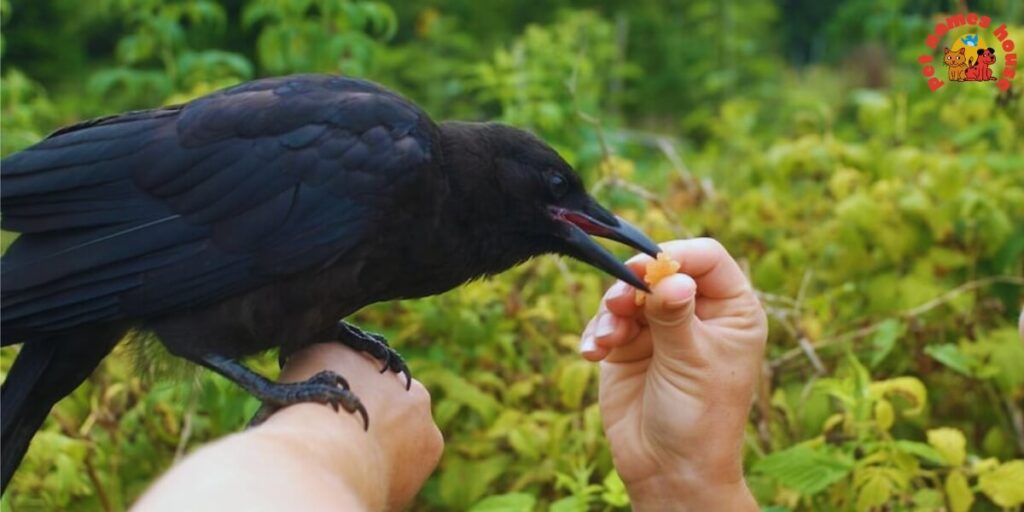 Pet Crow Names
Best Crow Names
Funny Crow Names
Cute Crow Names
Cool Crow Names
Good Crow Names
Male Crow Names
Female Crow Names
Baby Crow Names
Unique Crow Names
Nicknames For Crow
Color-Inspired Crow Names
Nature-Inspired Crow Names
Food-Inspired Crow Names
Mythical Names for Crows
Cartoon Crow Names
Clever Crow Names
Famous Crow Names
Black Crow Names
odin crow names
Japanese Crow Names
Fantasy Crow Names
Dumbo Crow Names
Crow Names in Other Languages