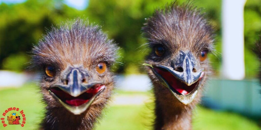 Pet Emu Names
Best Emu Names
Funny Emu Names
Cute Emu Names
Cool Emu Names
Unique Emu Names
Badass Emu Names
Popular Emu Names
Good Emu Names
Male Emu Names
Female Emu Names
Baby Emu Names
Nicknames for Emu
Pun Names for Emus
Strong Emu Names
Nature-Inspired Emu Names
Food-Inspired Emu Names
Color-Inspired Emu Names