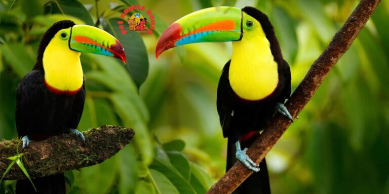 Cute Toucan Names Best Toucan Names Funny Toucan Names Pet Toucan Names Popular Toucan Names Famous Toucan Names Cool Toucan Names Exotic Toucan Names Nature-Inspired Toucan Names Color-Inspired Toucan Names Black and White Themed Names Vibrant Color-Themed Names Food-Inspired Toucan Names Male Toucan Names Female Toucan Names Baby Toucan Names Unique Toucan Names Toucan Names Adopt Me Nicknames For Toucan Creative Toucan Names