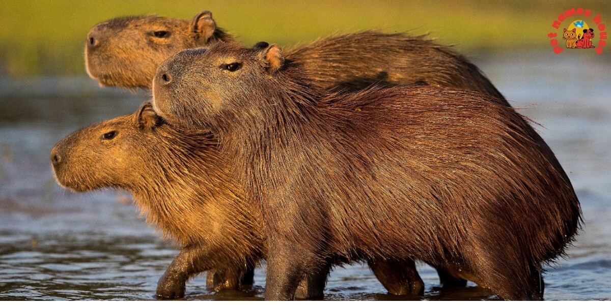 400+ Best Capybara Names with Meanings and Unique Ideas