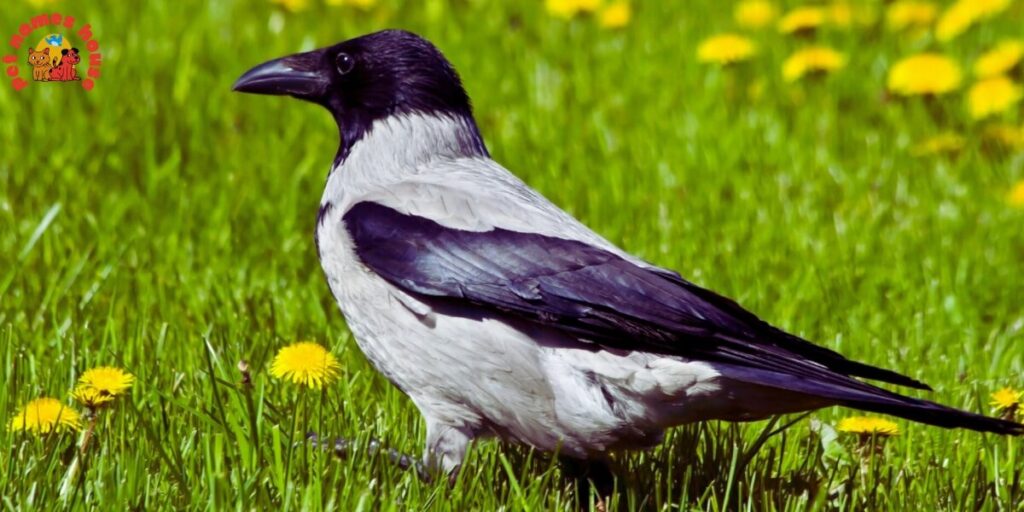 Pet Crow Names
Best Crow Names
Funny Crow Names
Cute Crow Names
Cool Crow Names
Good Crow Names
Male Crow Names
Female Crow Names
Baby Crow Names
Unique Crow Names
Nicknames For Crow
Color-Inspired Crow Names
Nature-Inspired Crow Names
Food-Inspired Crow Names
Mythical Names for Crows
Cartoon Crow Names
Clever Crow Names
Famous Crow Names
Black Crow Names
odin crow names
Japanese Crow Names
Fantasy Crow Names
Dumbo Crow Names
Crow Names in Other Languages